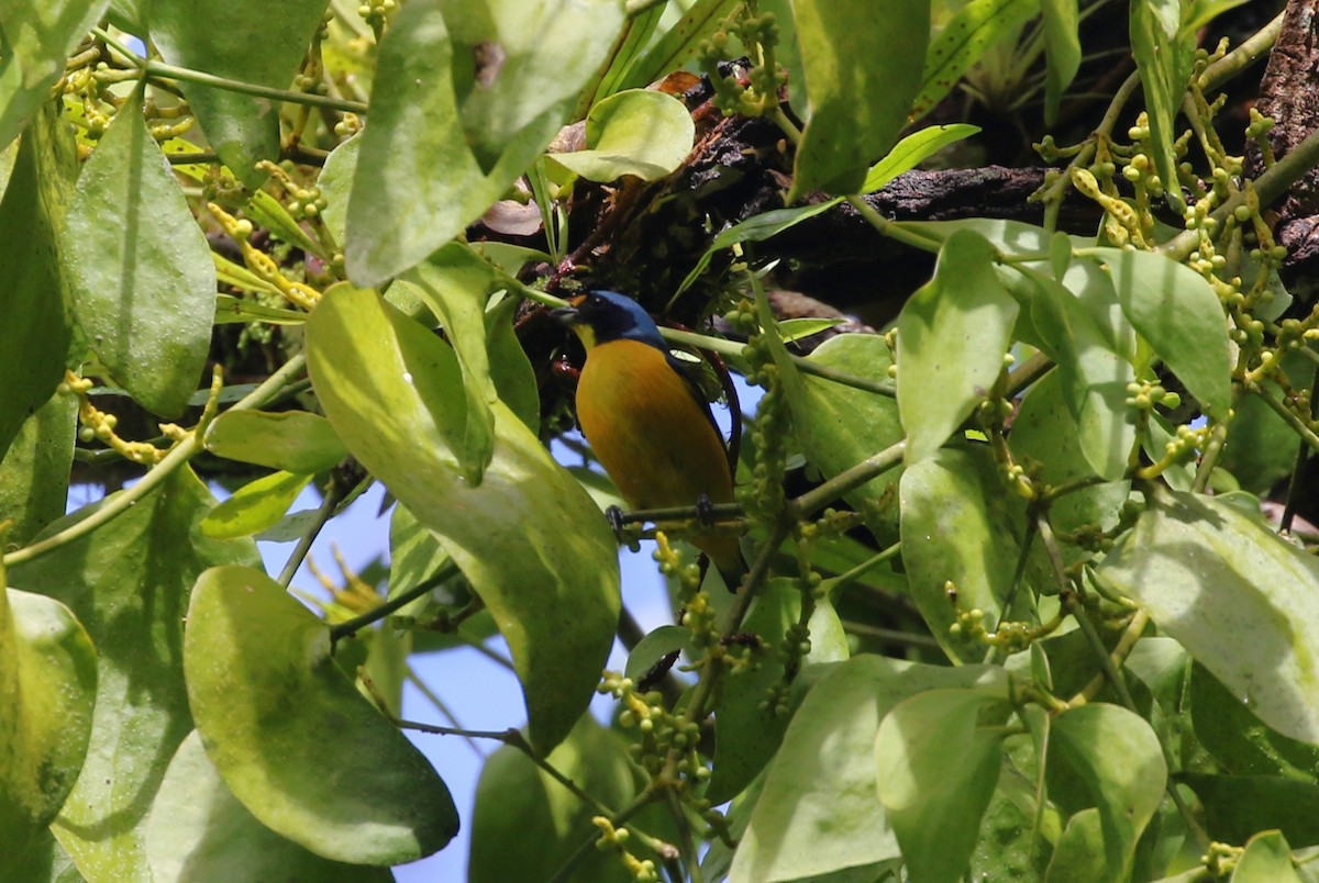 Puerto Rican Euphonia - ML642212356