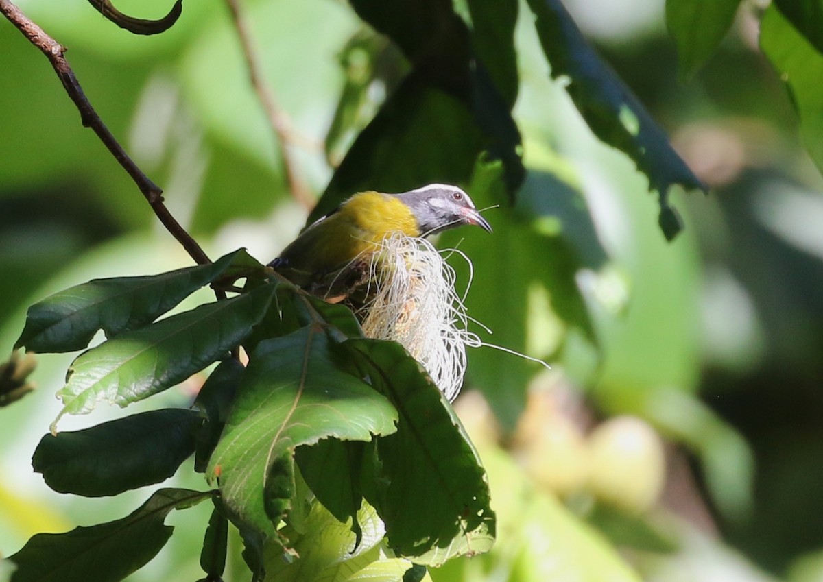 Bananaquit (Puerto Rico) - ML642212364