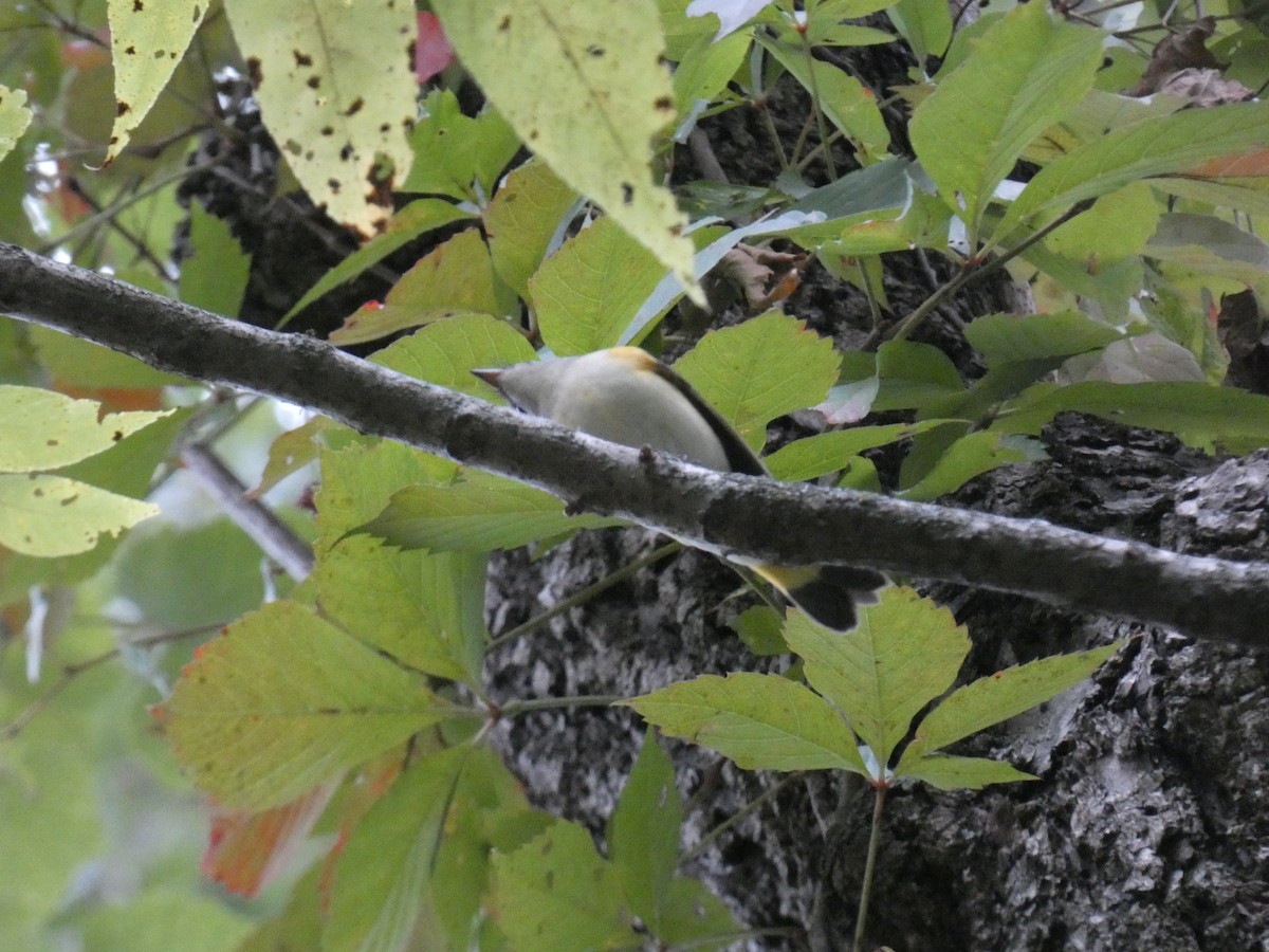 American Redstart - ML642212440