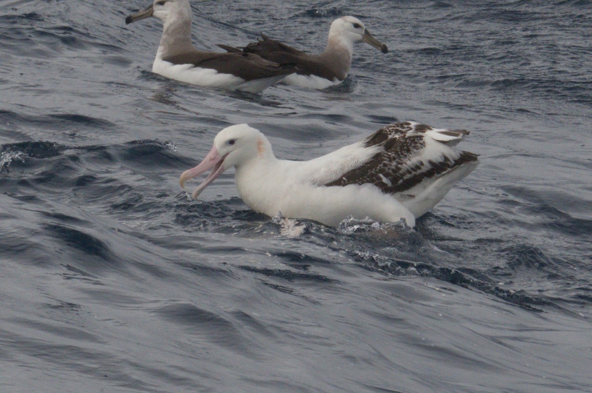 Antipodean Albatross (Gibson's) - ML642212450