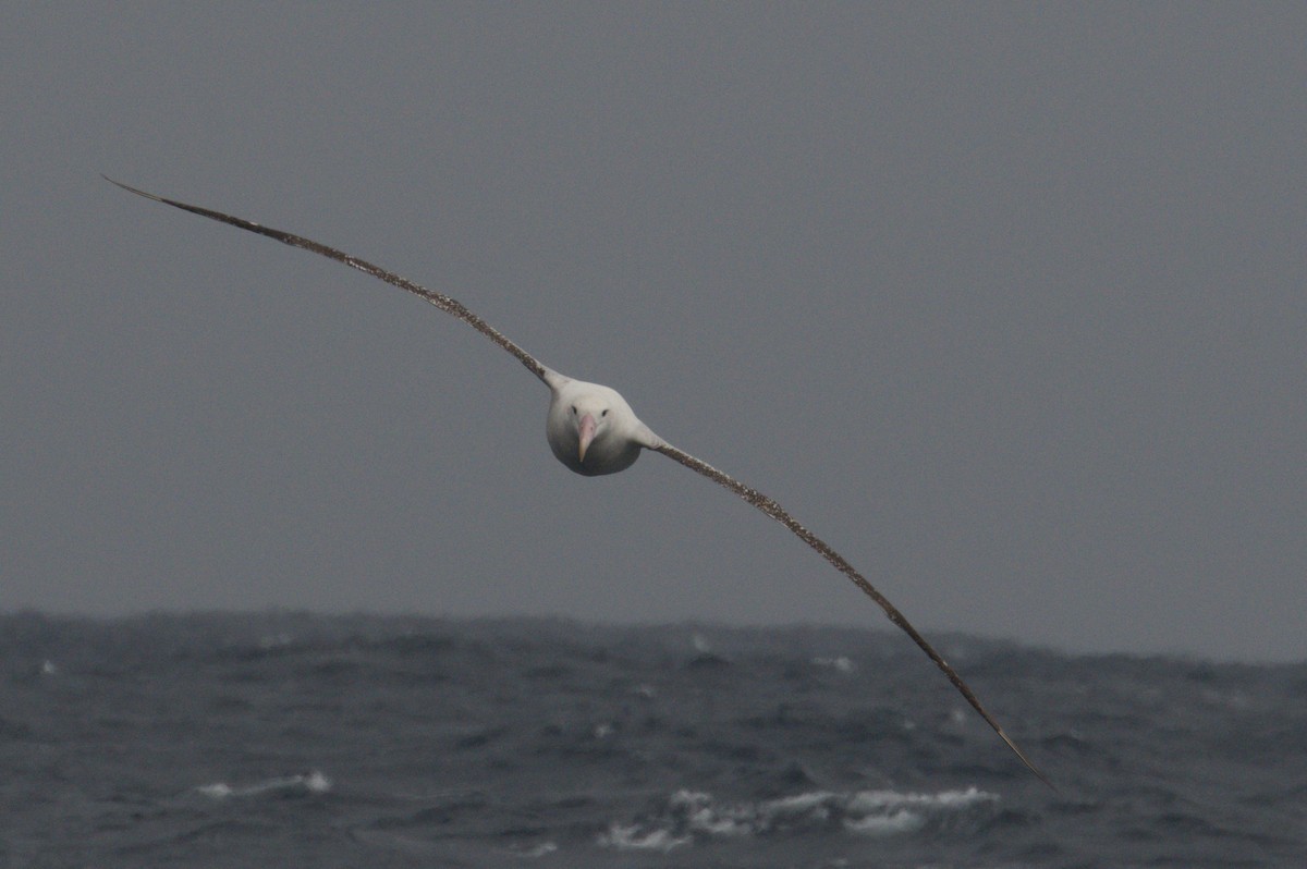 Antipodean Albatross (Gibson's) - ML642212452