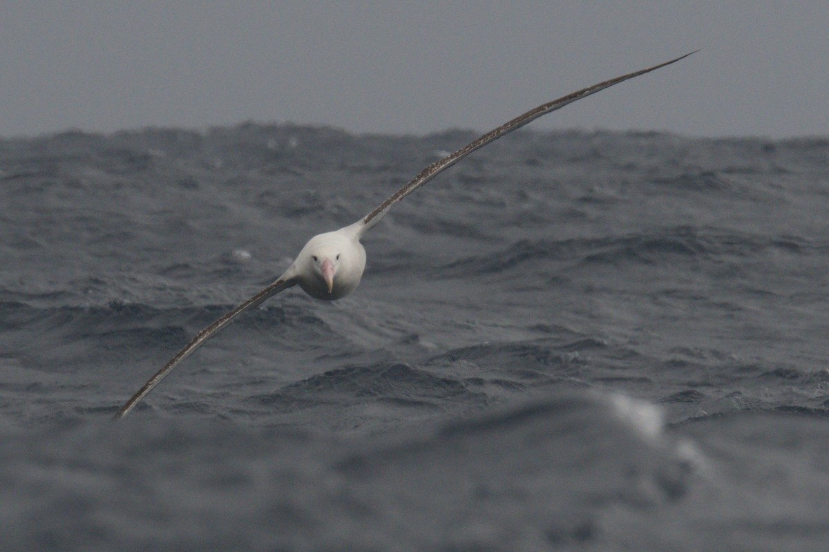 Antipodean Albatross (Gibson's) - ML642212453