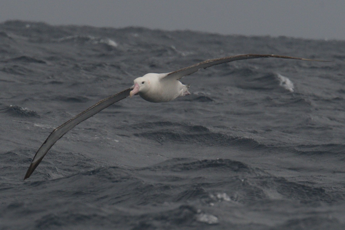 Antipodean Albatross (Gibson's) - ML642212454