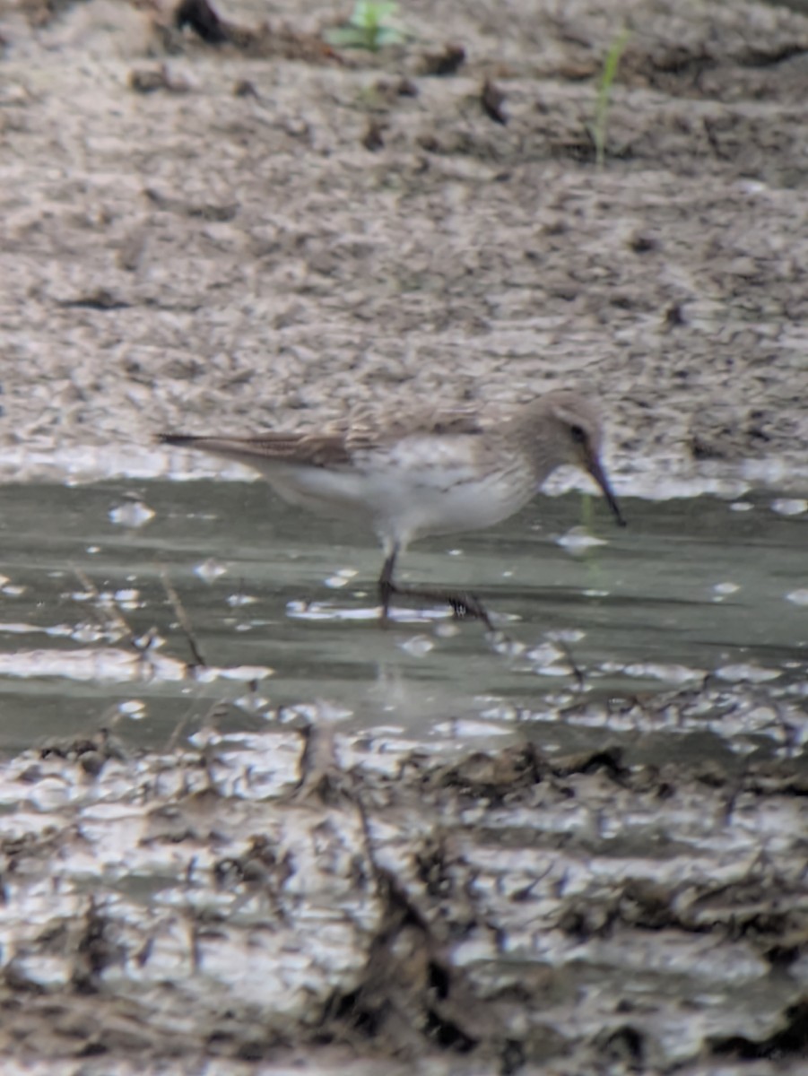 White-rumped Sandpiper - ML642212464