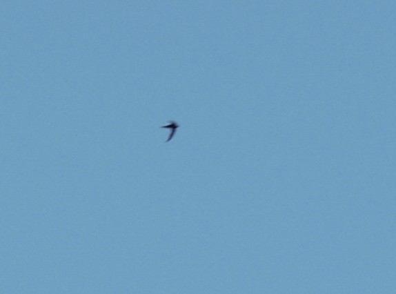 African Swift - ML642212473