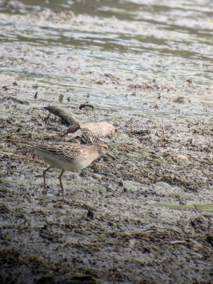 Pectoral Sandpiper - ML642212481