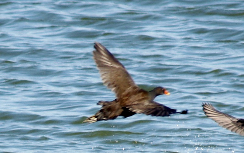 Gallinule poule-d'eau - ML642212485