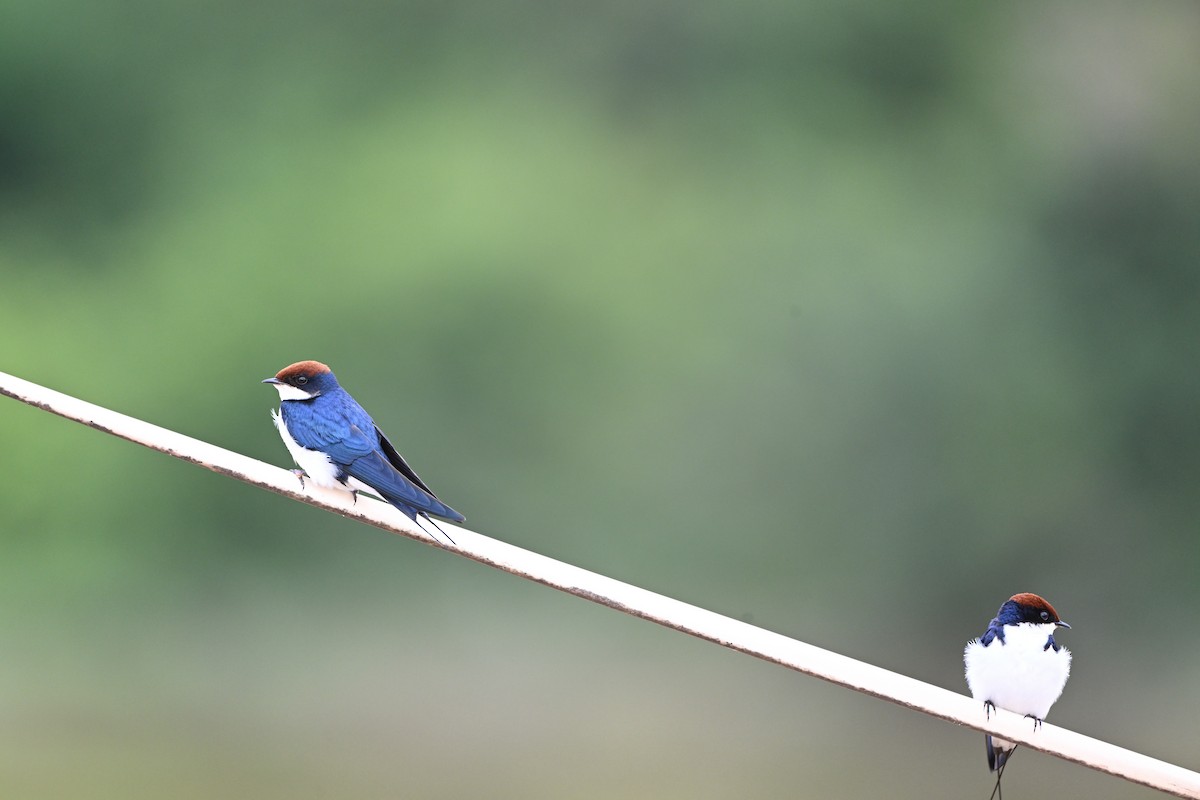 Wire-tailed Swallow - ML642212511