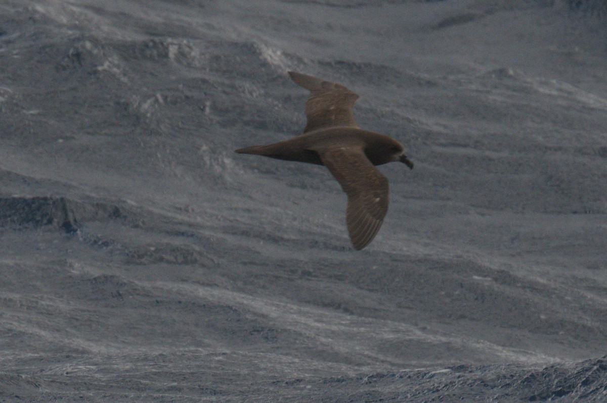 Gray-faced Petrel - ML642212516