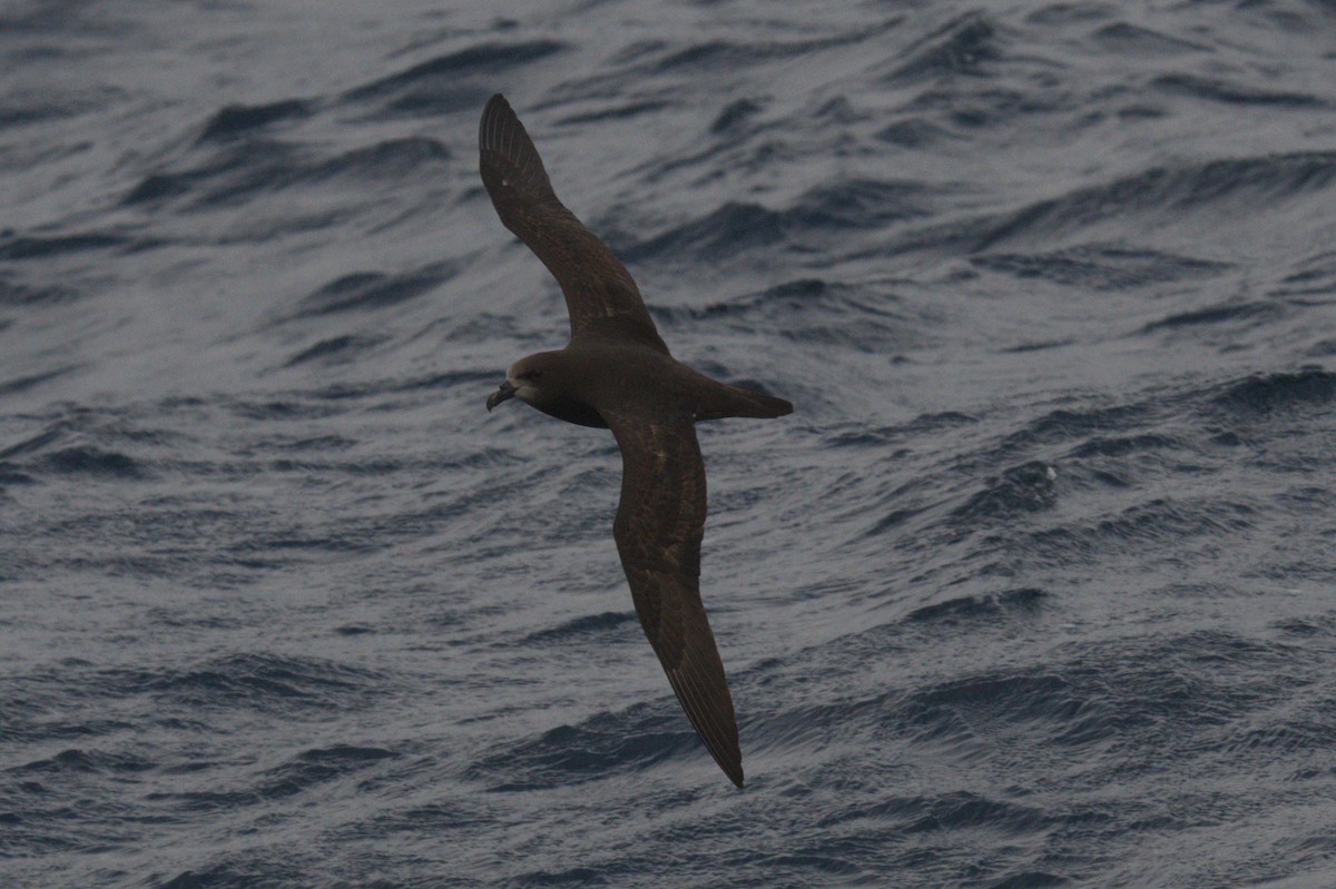 Gray-faced Petrel - ML642212517