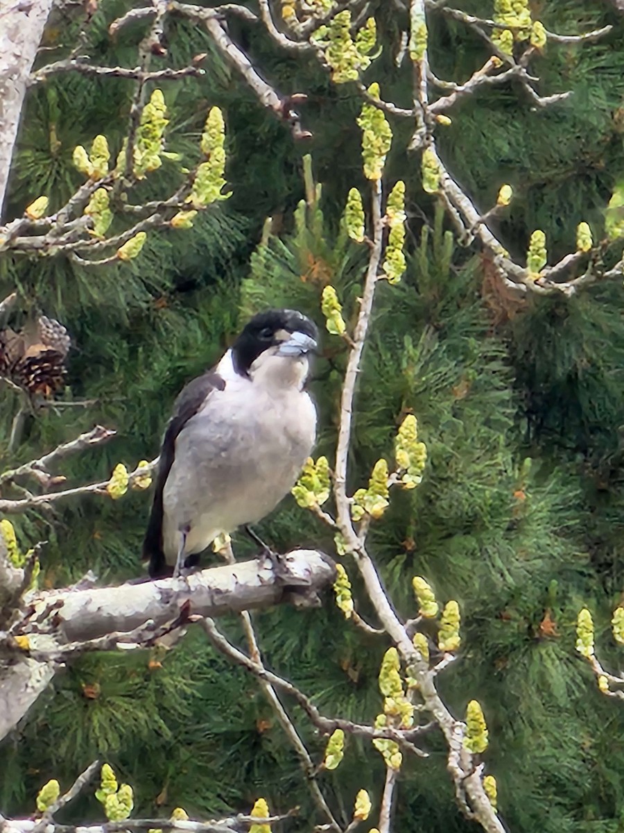 Gray Butcherbird - ML642212541