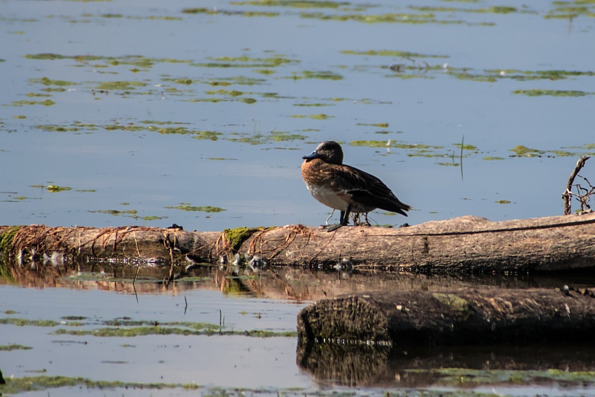 American Wigeon - ML642212543