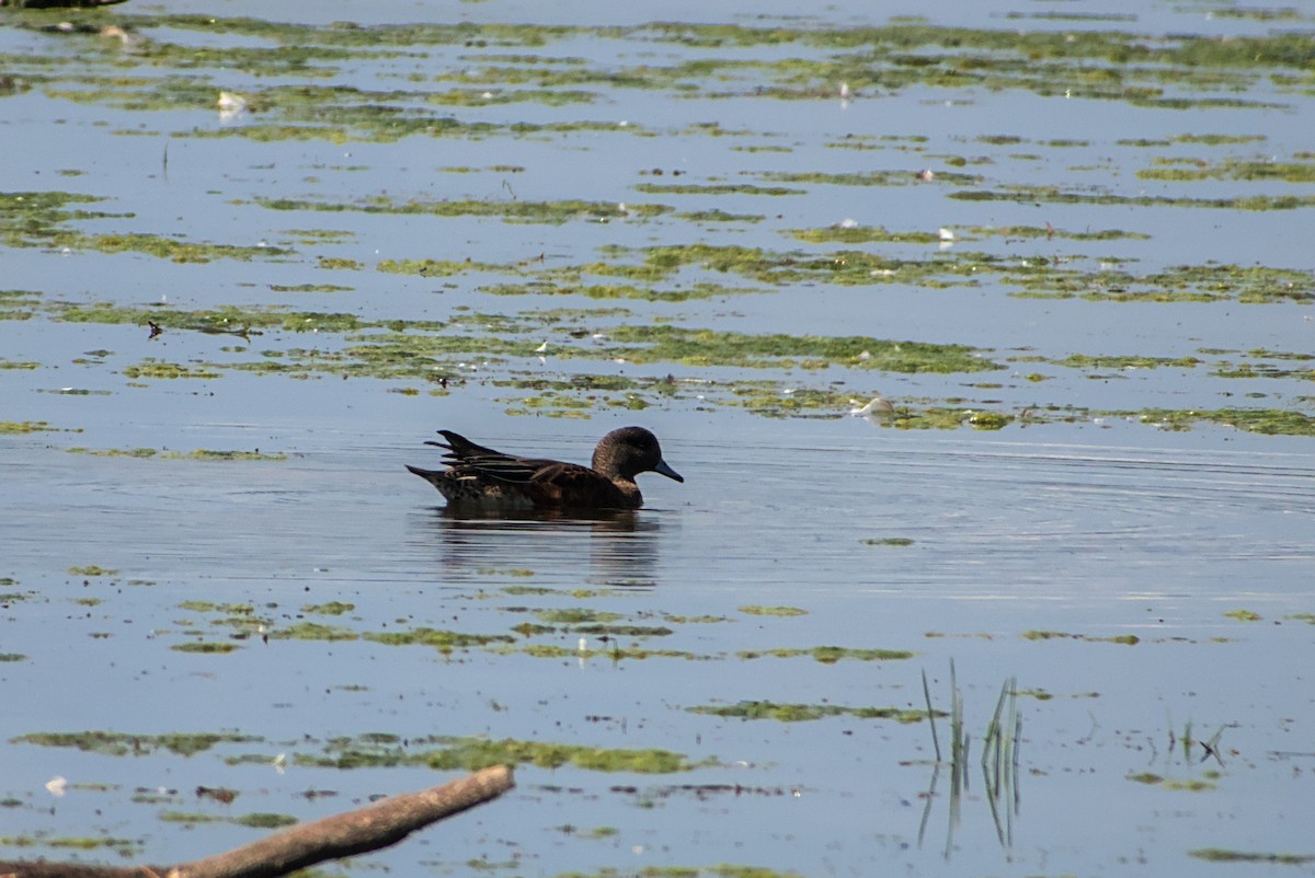 American Wigeon - ML642212546