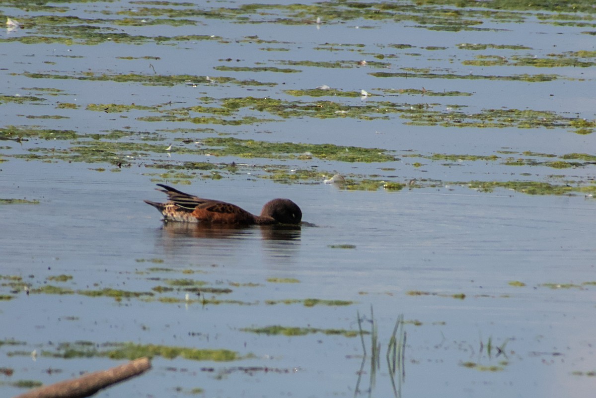 American Wigeon - ML642212548