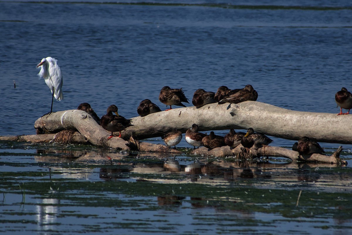 American Wigeon - ML642212549