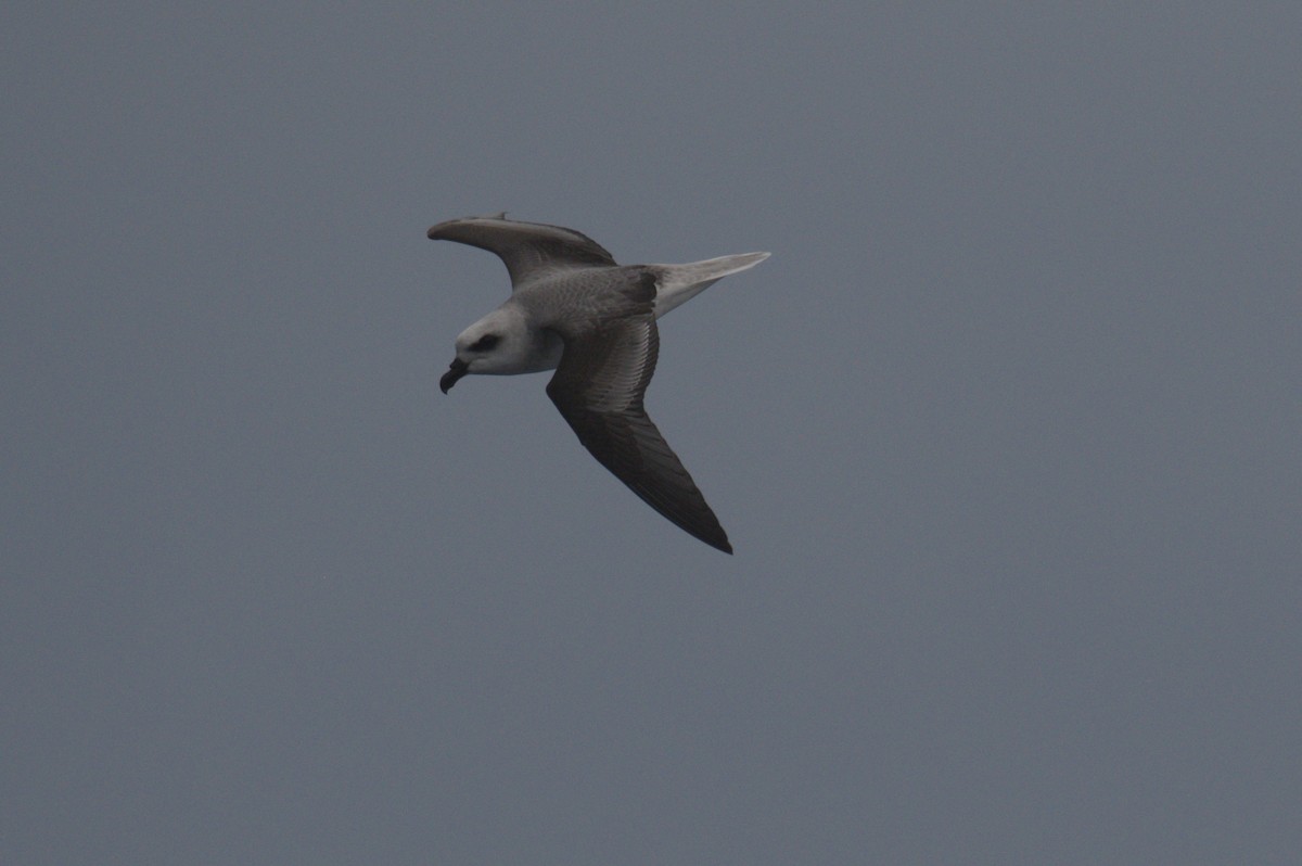 White-headed Petrel - ML642212550
