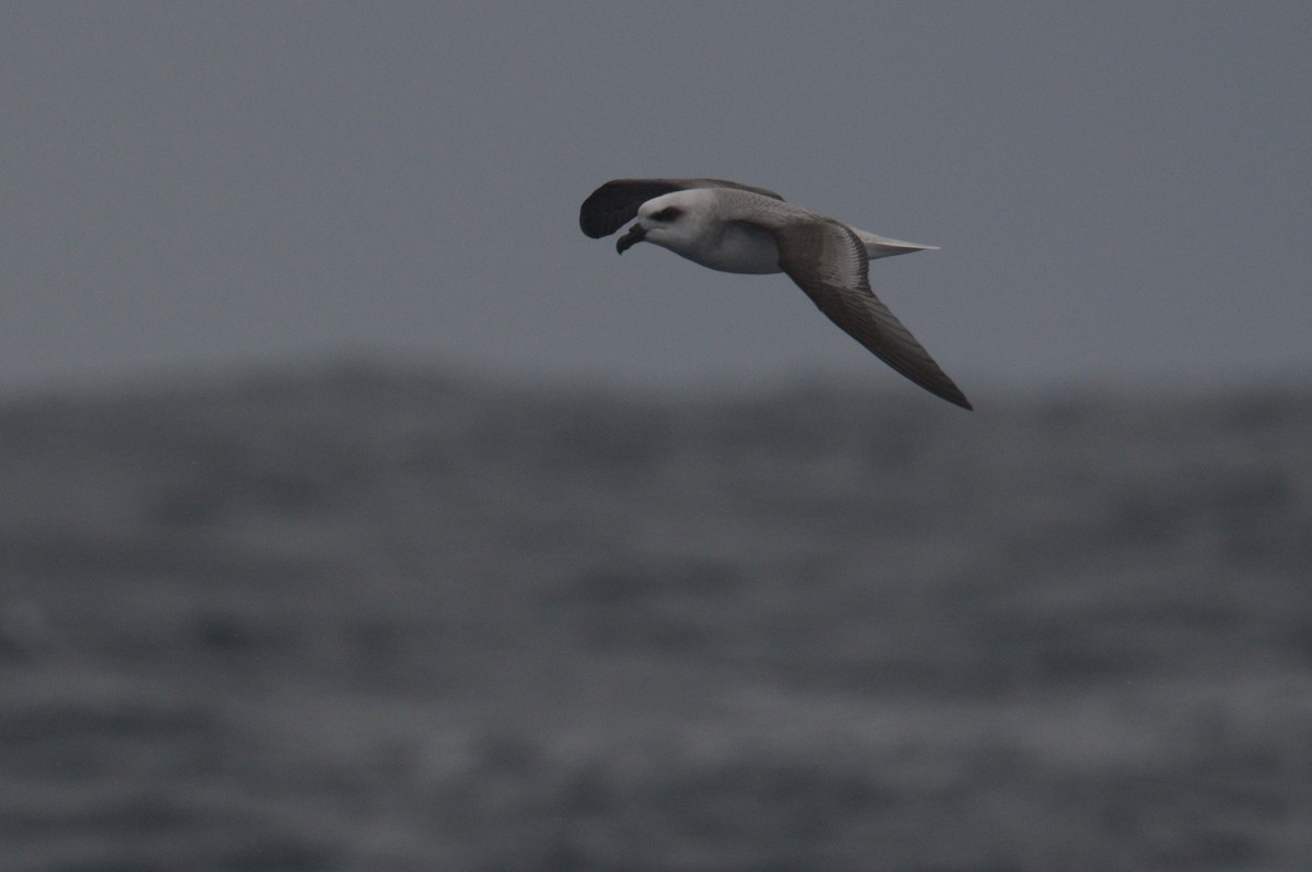 White-headed Petrel - ML642212551
