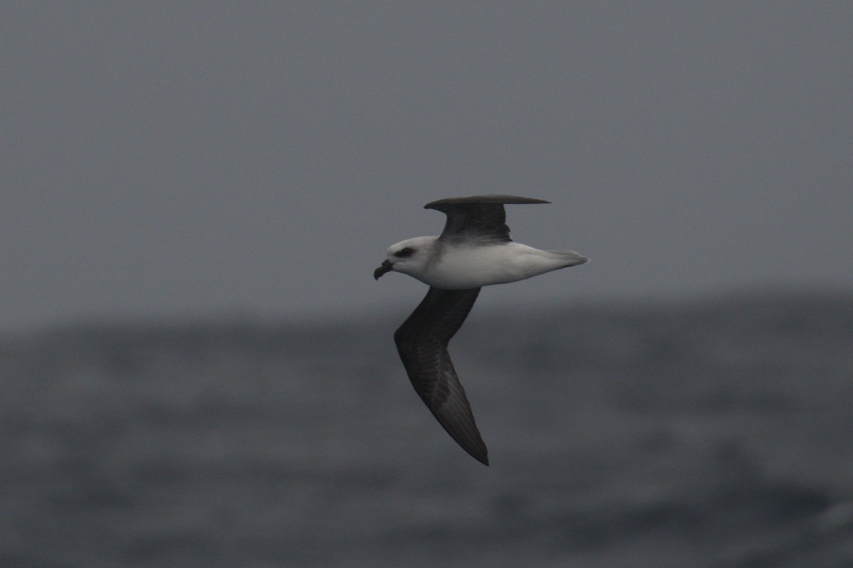 White-headed Petrel - ML642212552