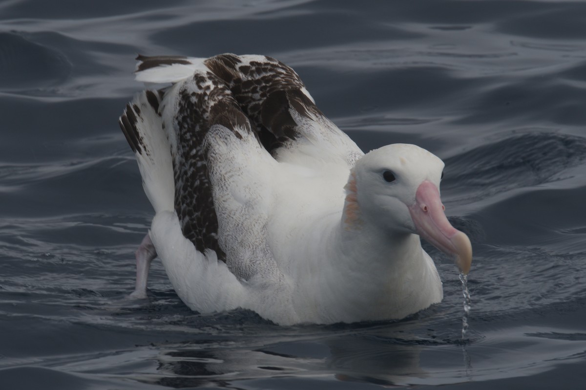 Antipodean Albatross (Gibson's) - ML642212594