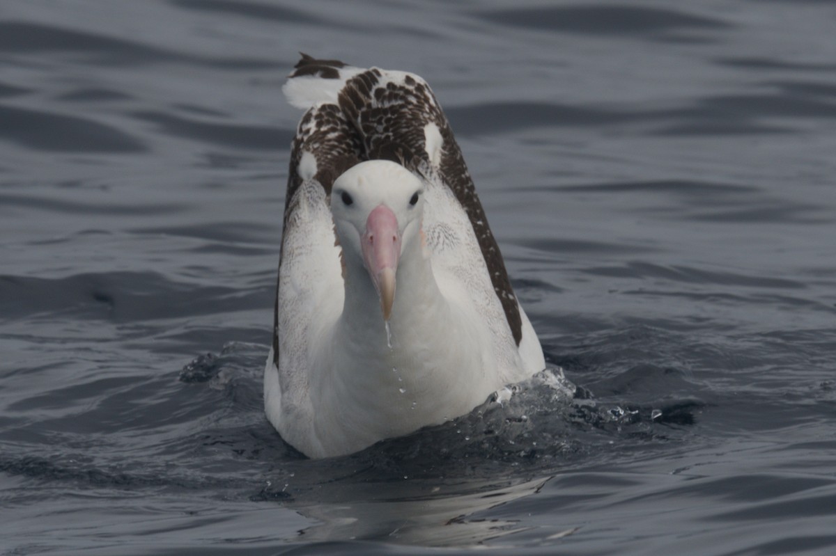 Antipodean Albatross (Gibson's) - ML642212595