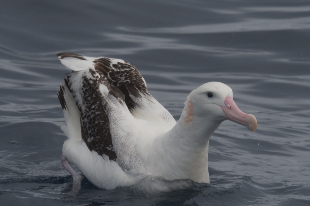 Antipodean Albatross (Gibson's) - ML642212596