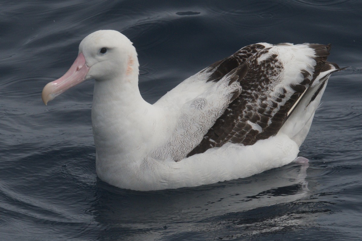 Antipodean Albatross (Gibson's) - ML642212597