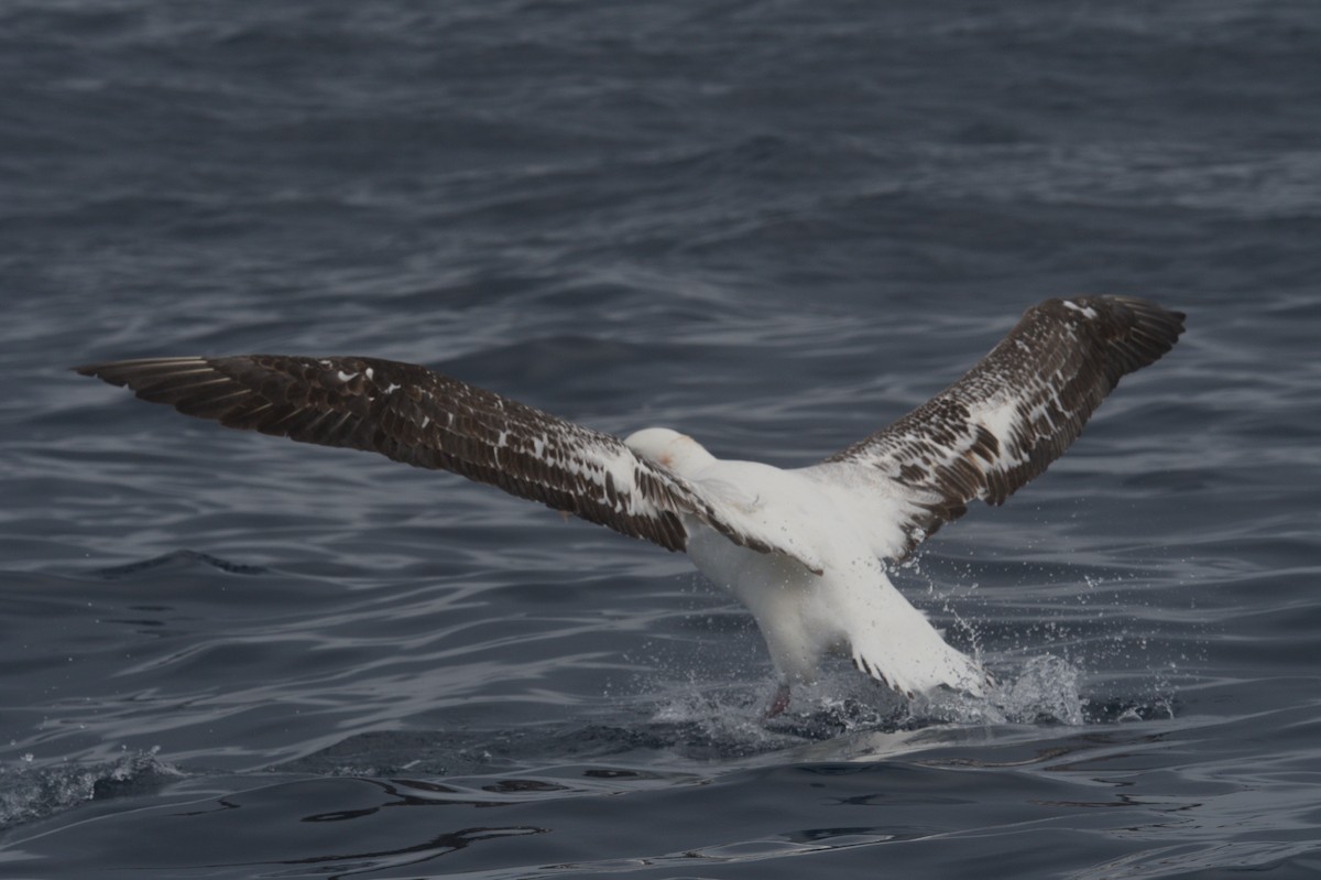 Antipodean Albatross (Gibson's) - ML642212598