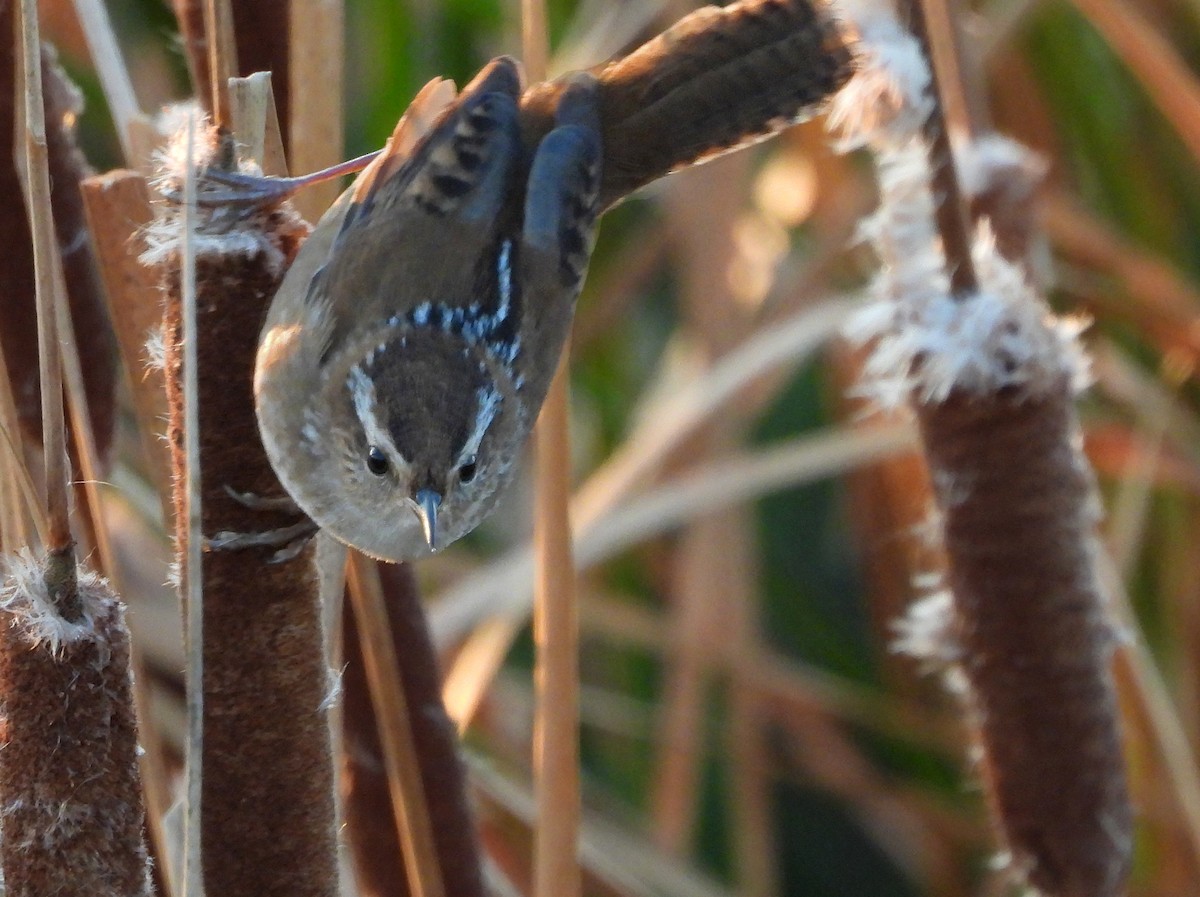 střízlík bažinný - ML642212701