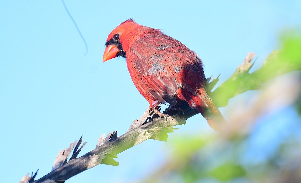 Northern Cardinal - ML642212707