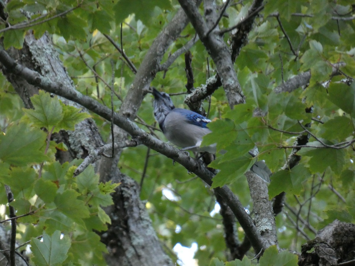 Blue Jay - ML642212711
