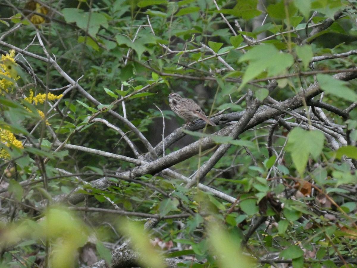 Song Sparrow - ML642212722