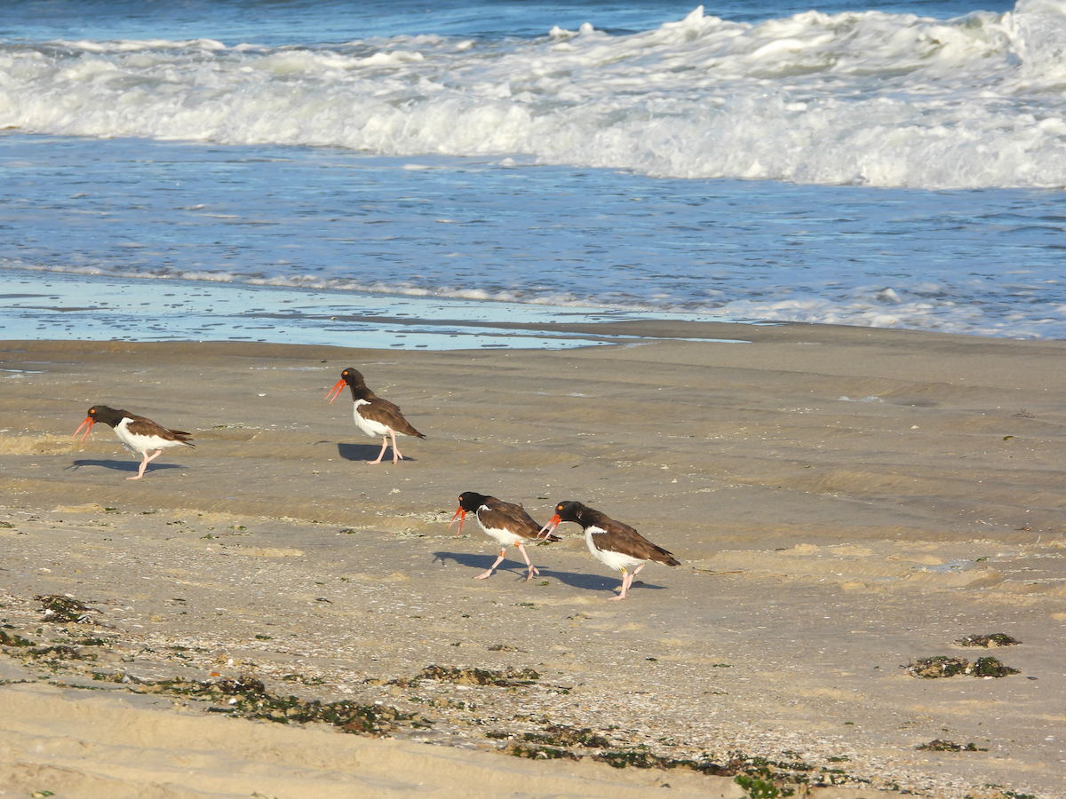 American Oystercatcher - ML642212730