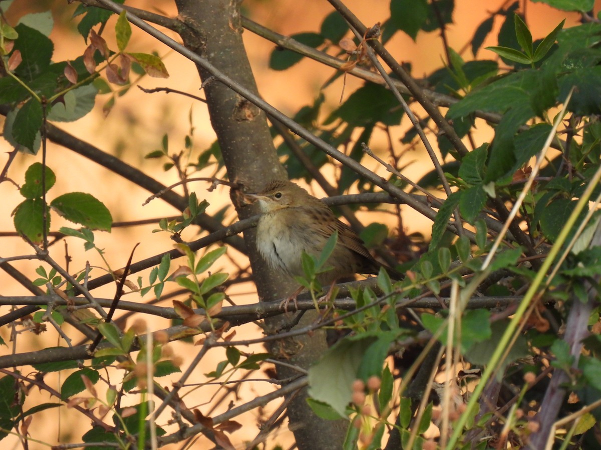 Common Grasshopper Warbler - ML642212733