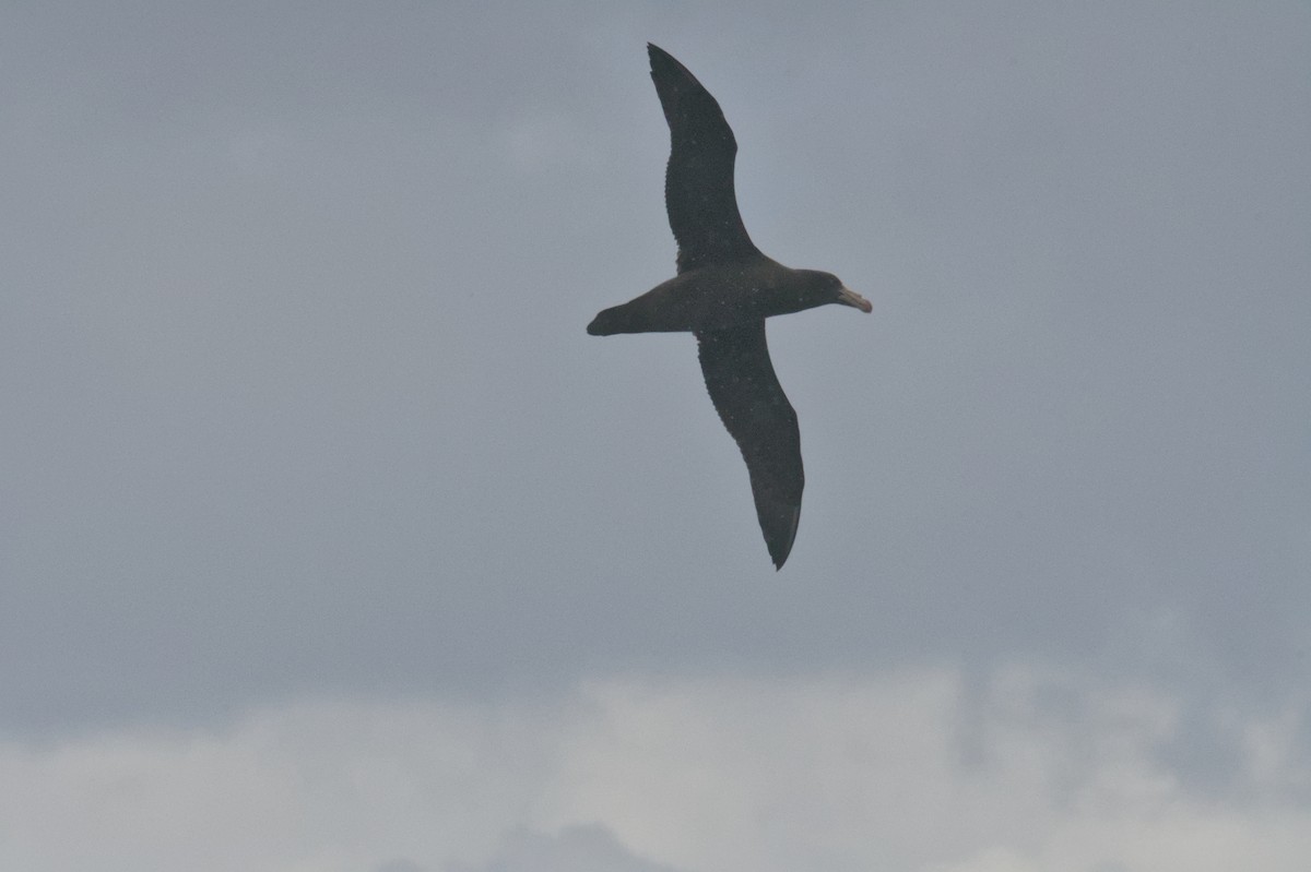 nordkjempepetrell - ML642212750