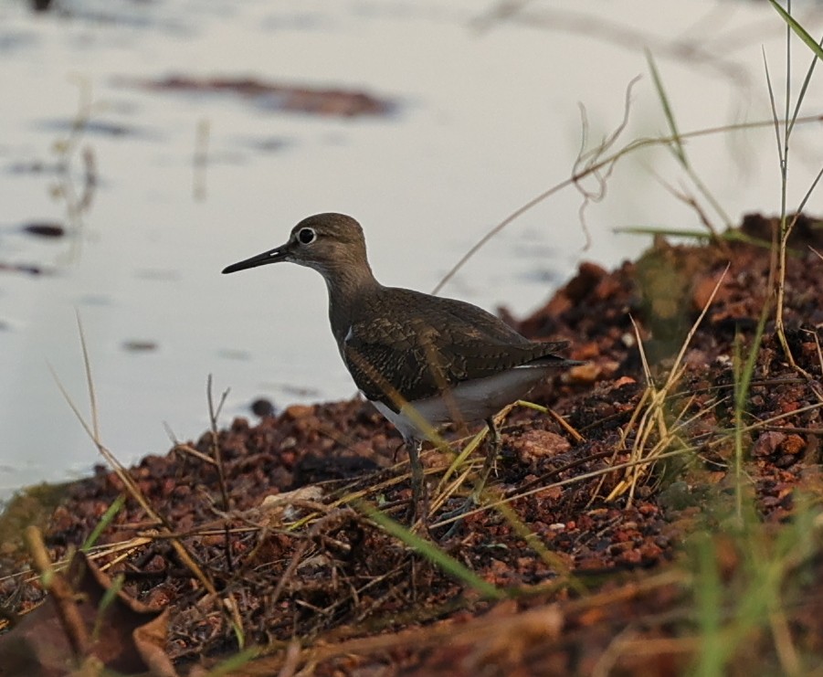 Common Sandpiper - ML642212752