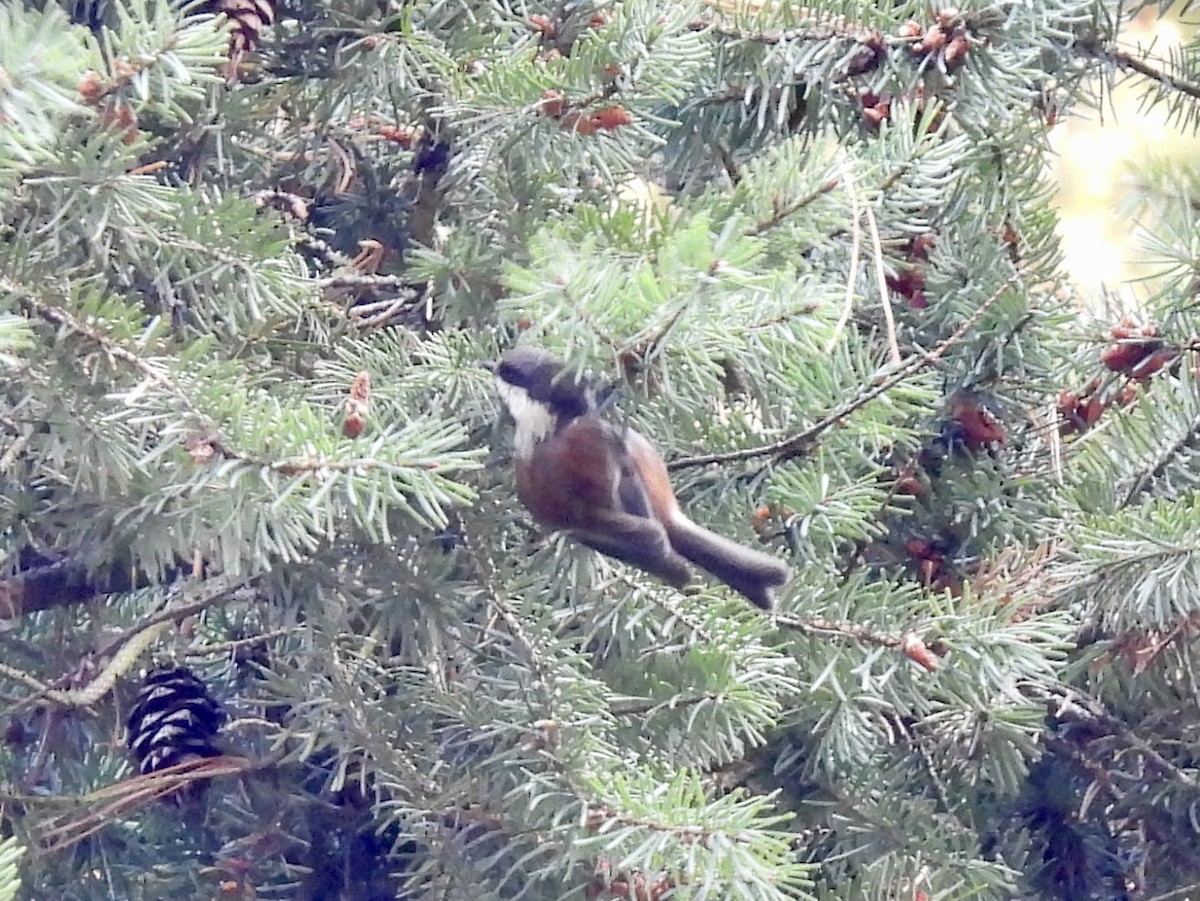 Chestnut-backed Chickadee - ML642212759