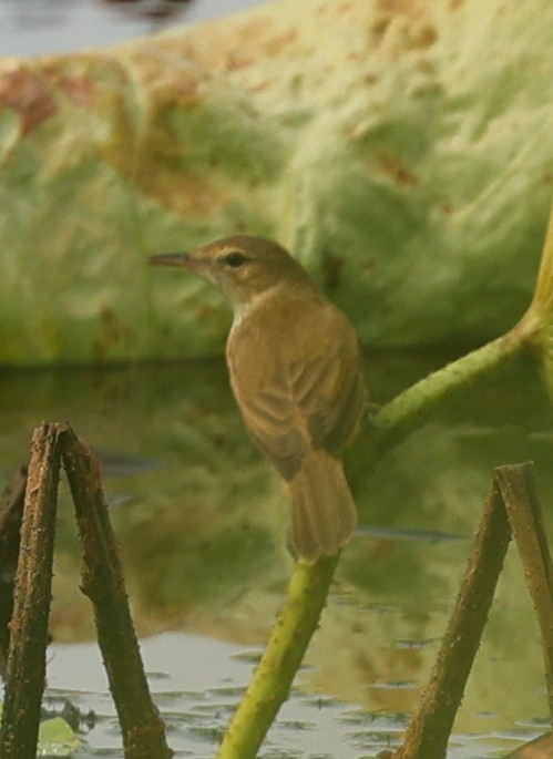 Australian Reed Warbler - ML642212762