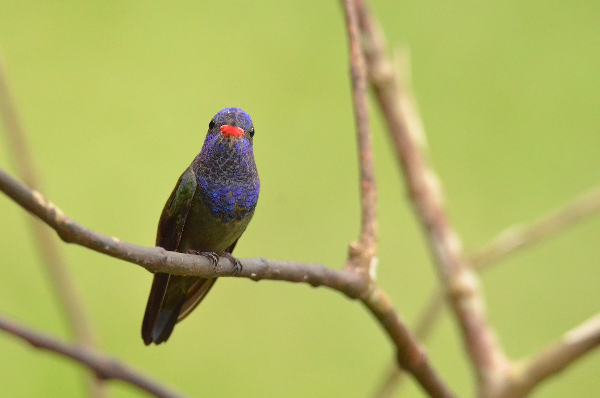 White-chinned Sapphire - ML642212764