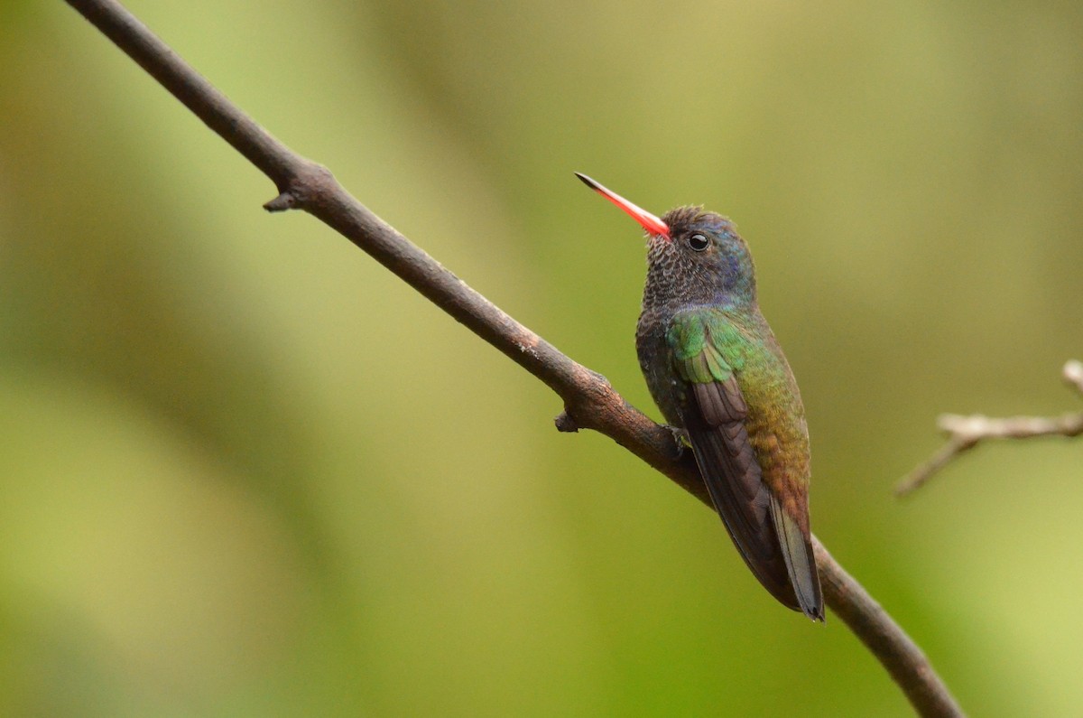 White-chinned Sapphire - ML642212765