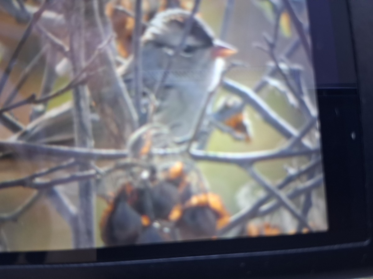 White-crowned Sparrow - ML642212773