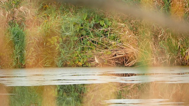 Purple Gallinule - ML642212785