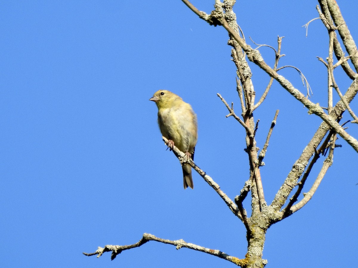 Chardonneret jaune - ML642212800