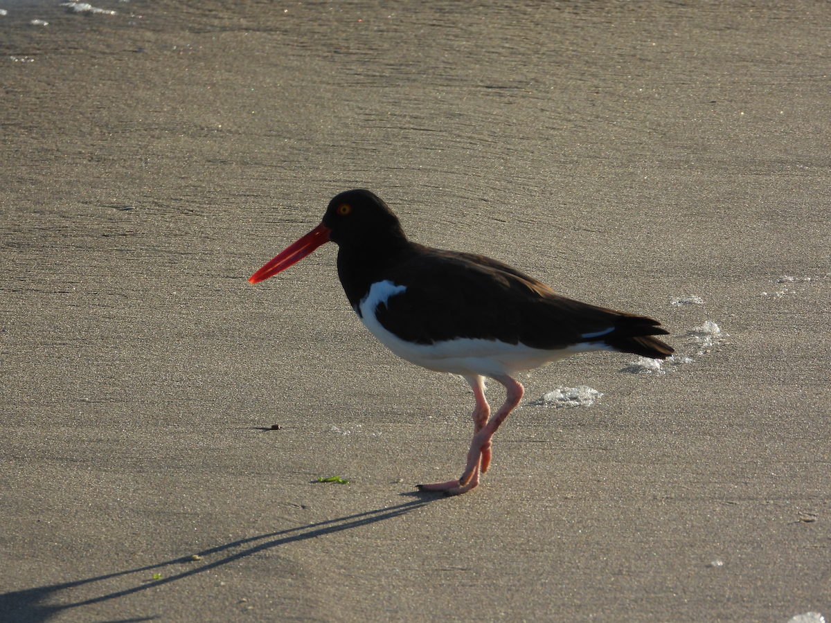 American Oystercatcher - ML642212801
