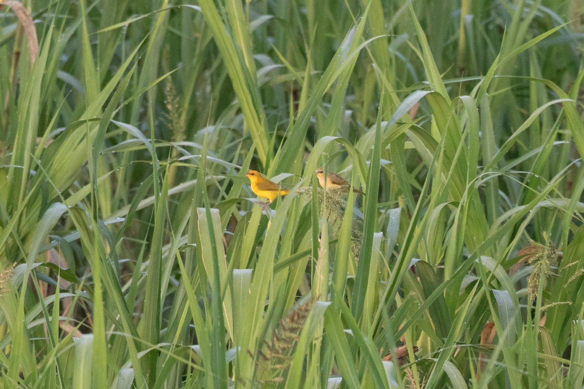 Orange-fronted Yellow-Finch - ML642212821