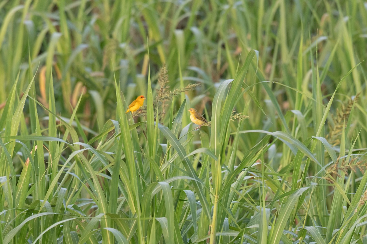 Orange-fronted Yellow-Finch - ML642212822