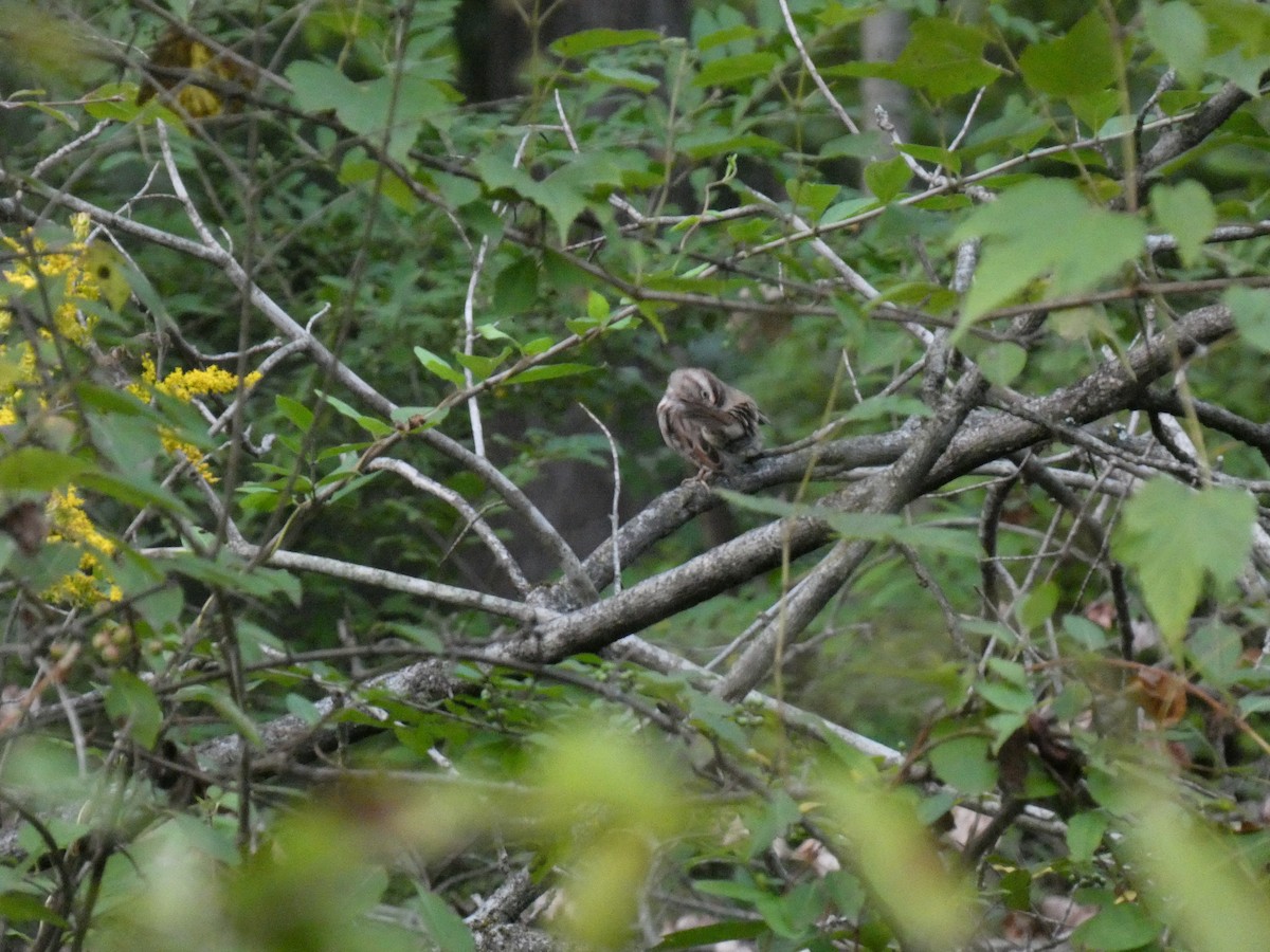 Song Sparrow - ML642212823