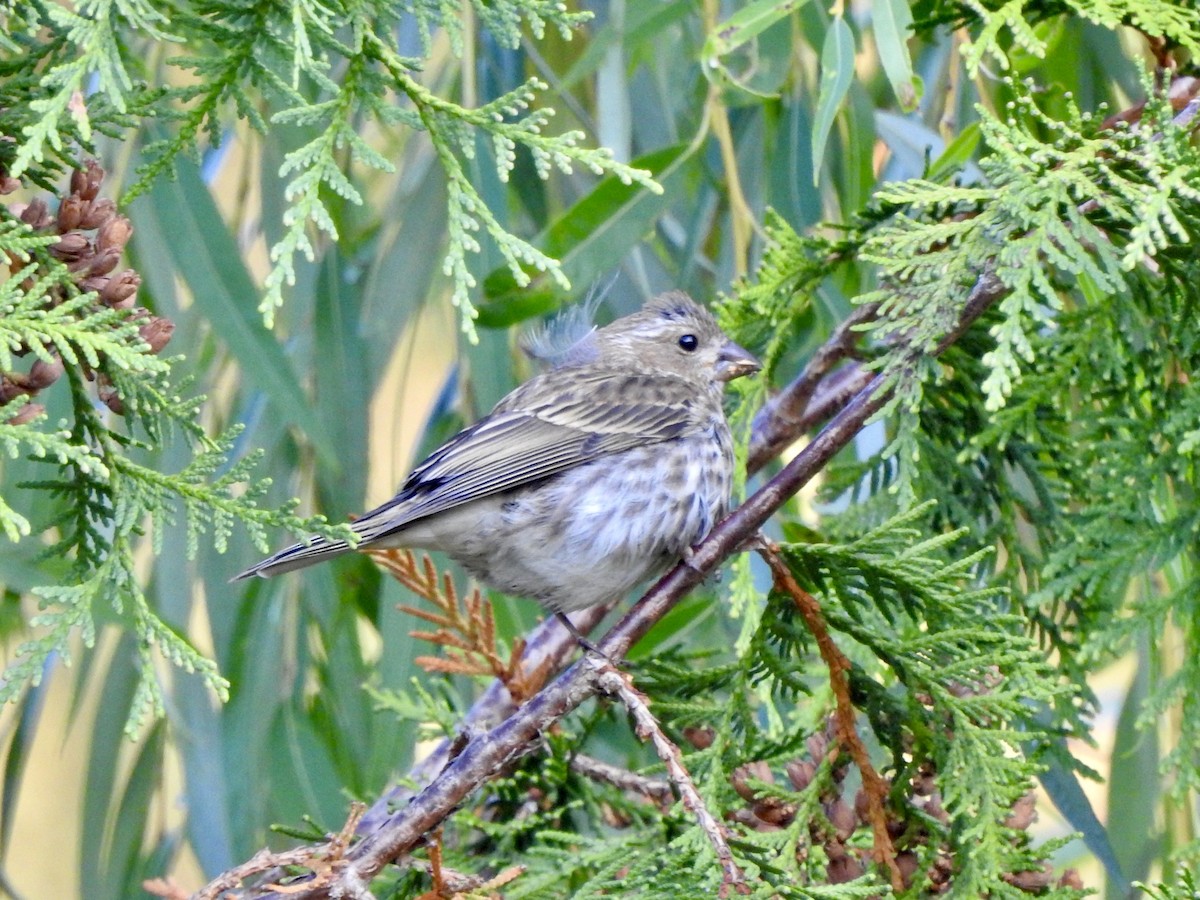 Roselin pourpré - ML642212829