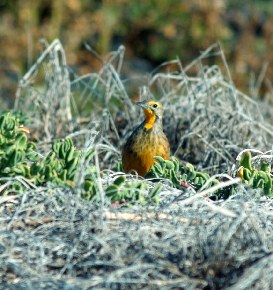 Orange-throated Longclaw - ML642212866