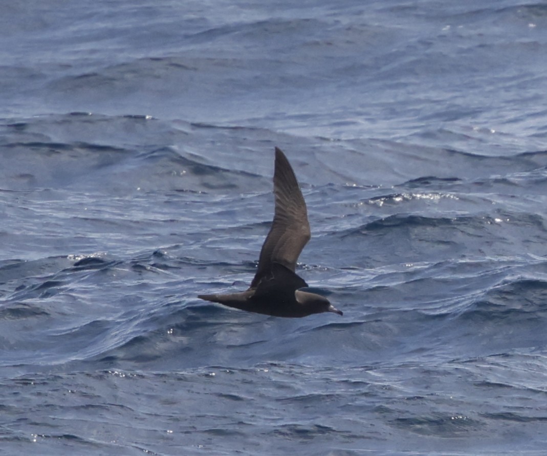Wedge-tailed Shearwater - ML642212871