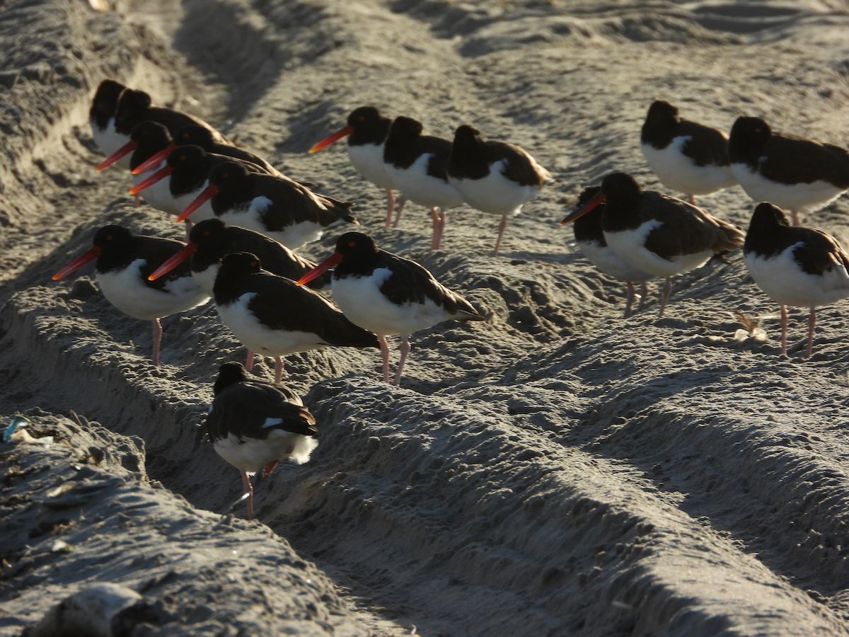 American Oystercatcher - ML642212878